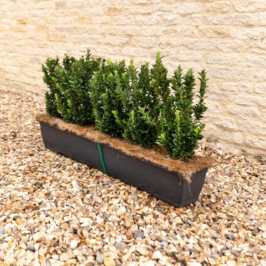 Euonymus Jean Hugues Instant Hedge 35-40cm, 1m Trough – Evergreen - Impact Hedging