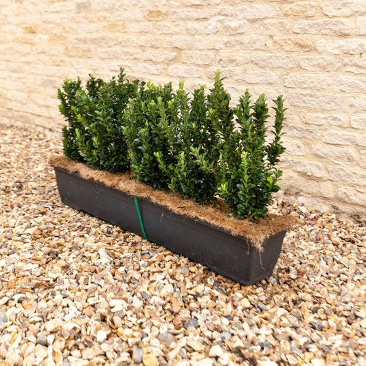 Euonymus Jean Hugues Instant Hedge 35-40cm, 1m Trough – Evergreen - Impact Hedging