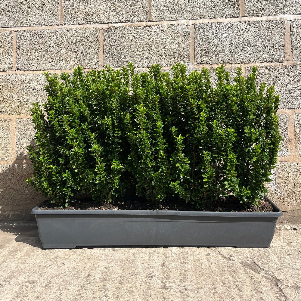 Euonymus Jean Hugues Instant Hedge 40–50cm, 1m Trough – Evergreen - Impact Hedging