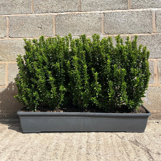 Euonymus Jean Hugues Instant Hedge 40–50cm, 1m Trough – Evergreen - Impact Hedging