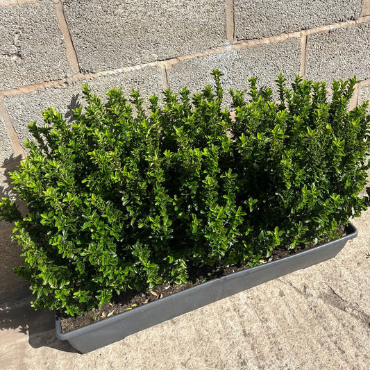 Euonymus Jean Hugues Instant Hedge 40–50cm, 1m Trough – Evergreen - Impact Hedging