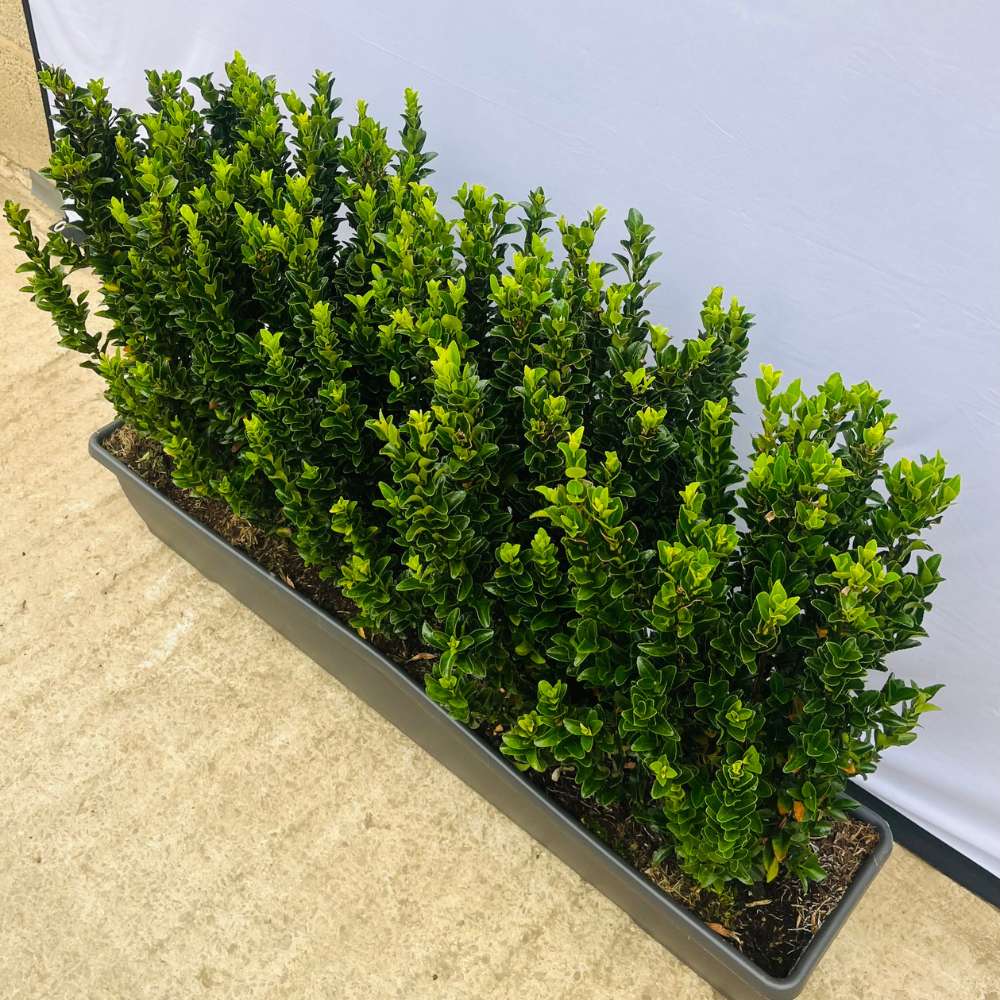 Euonymus Jean Hugues Instant Hedge 40–50cm Trough – Evergreen - Impact Hedging