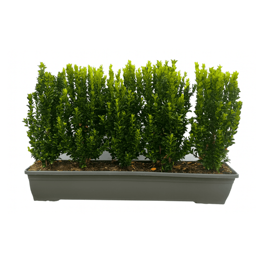 Euonymus Jean Hugues Instant Hedge 40–50cm Trough – Evergreen - Impact Hedging