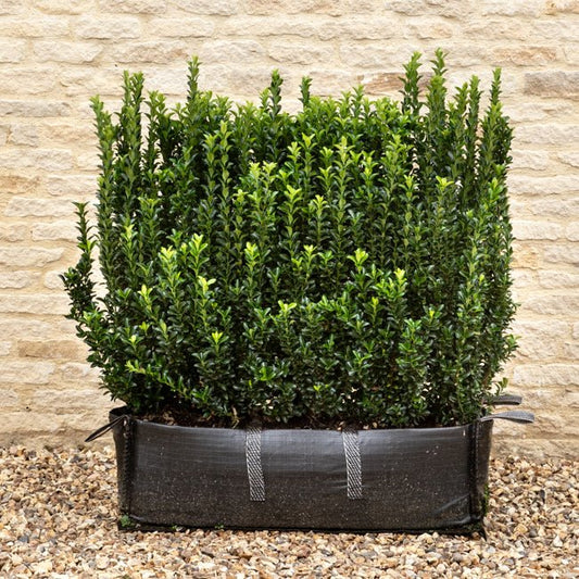 Euonymus Jean Hugues Instant Hedge 70-80cm (2.5ft), 1m Hedgebag – Evergreen - Impact Hedging
