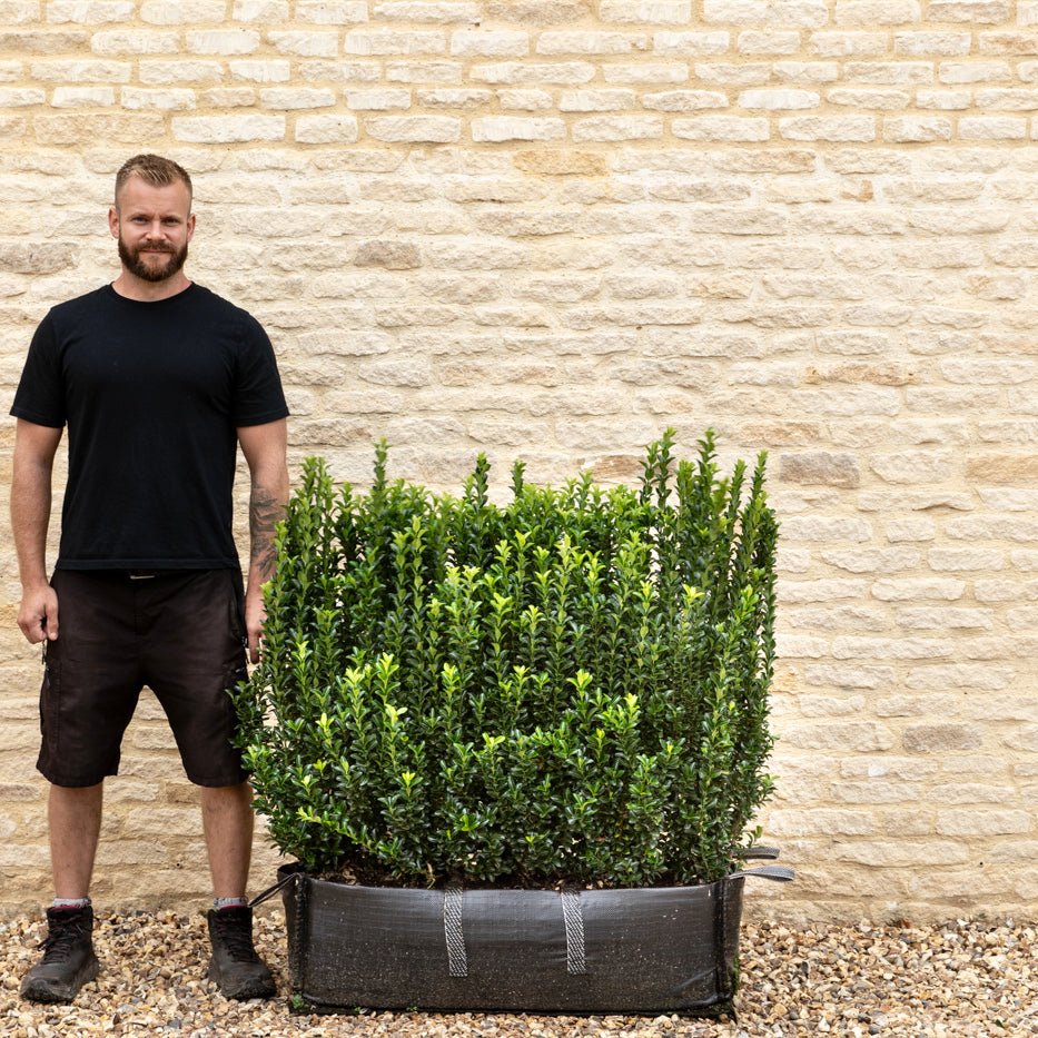 Euonymus Jean Hugues Instant Hedge 70-80cm (2.5ft), 1m Hedgebag – Evergreen - Impact Hedging