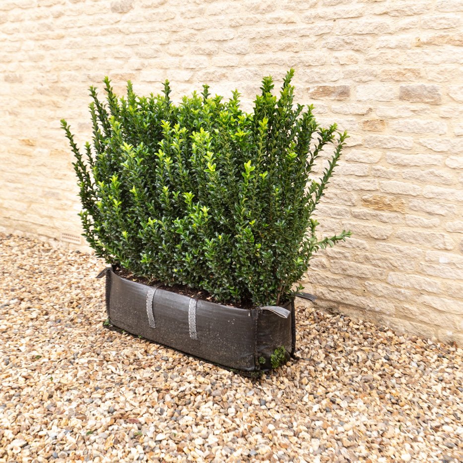 Euonymus Jean Hugues Instant Hedge 70-80cm (2.5ft), 1m Hedgebag – Evergreen - Impact Hedging