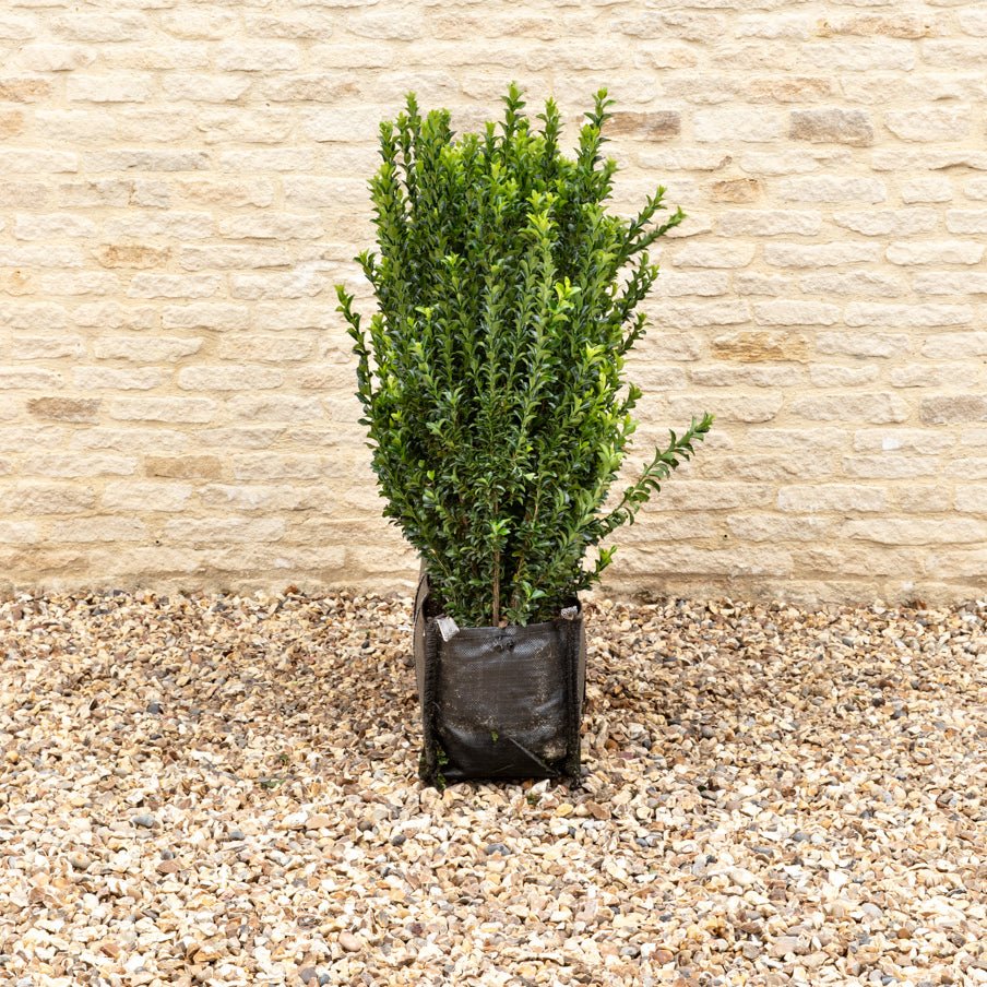 Euonymus Jean Hugues Instant Hedge 70-80cm (2.5ft), 1m Hedgebag – Evergreen - Impact Hedging