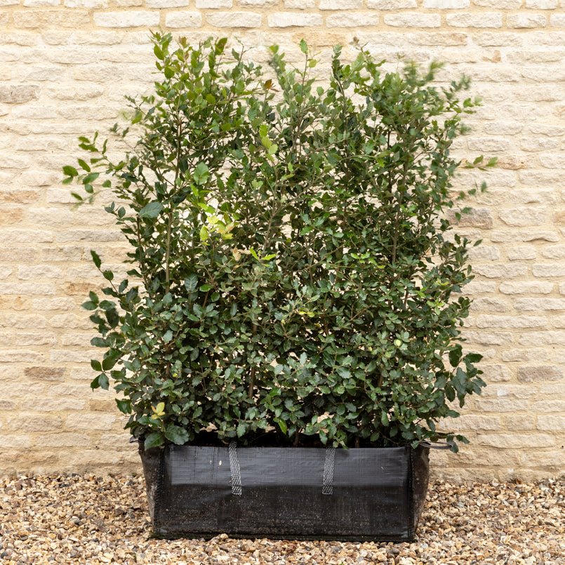 Evergreen Oak Instant Hedge 150cm (5ft), 1m Hedgebag – Evergreen - Impact Hedging
