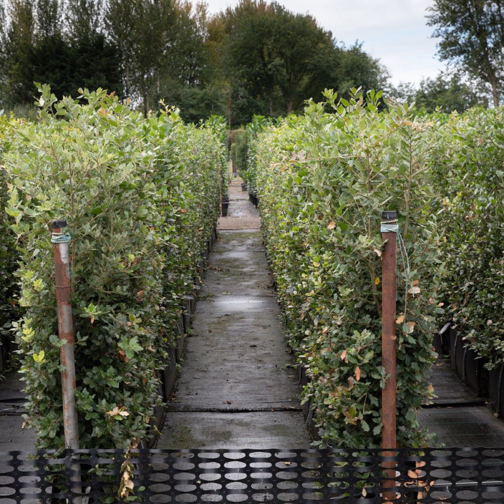 Evergreen Oak Instant Hedge 150cm (5ft), 1m Hedgebag – Evergreen - Impact Hedging