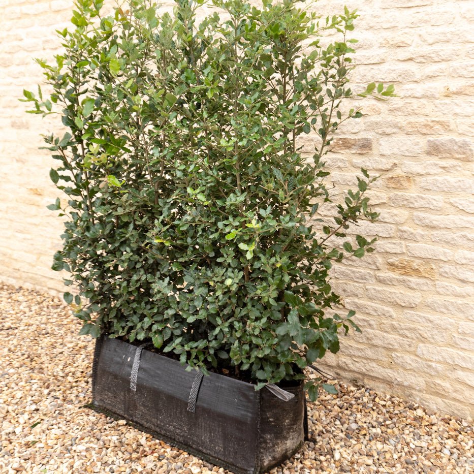 Evergreen Oak Instant Hedge 150cm (5ft), 1m Hedgebag – Evergreen - Impact Hedging