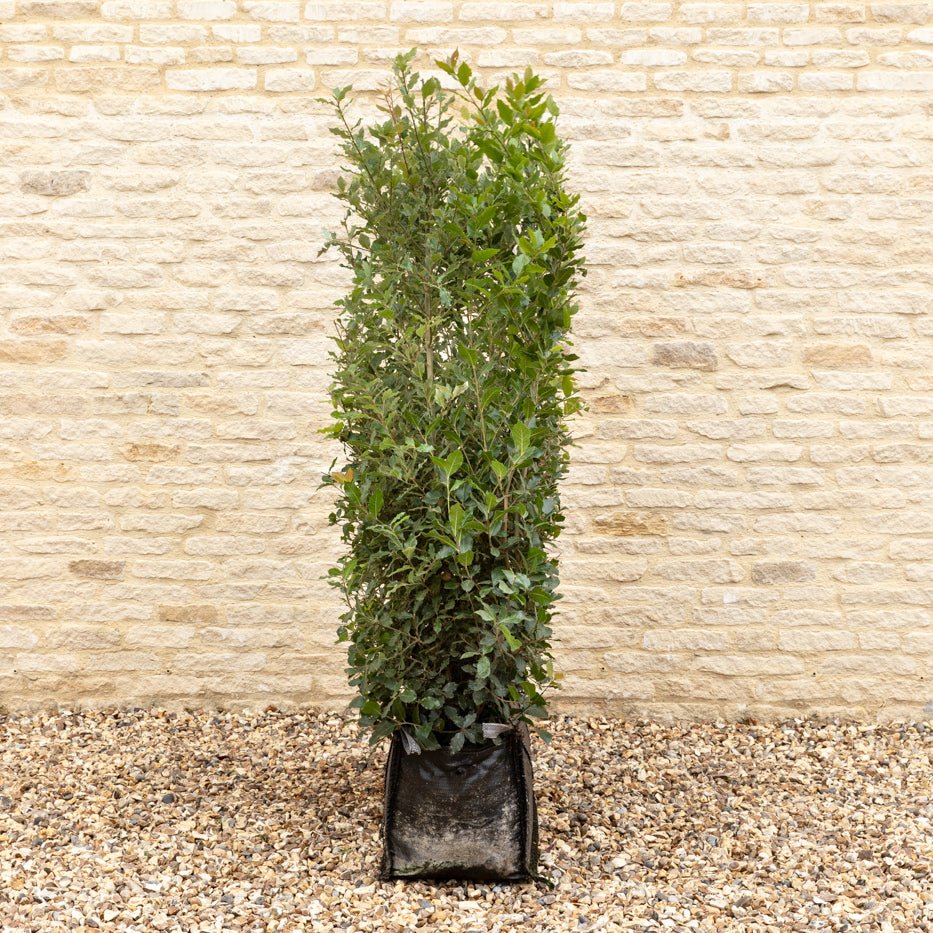 Evergreen Oak Instant Hedge 150cm (5ft), 1m Hedgebag – Evergreen - Impact Hedging