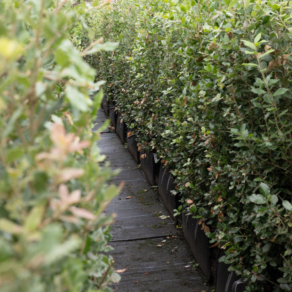 Evergreen Oak Instant Hedge 150cm (5ft), 1m Hedgebag – Evergreen - Impact Hedging