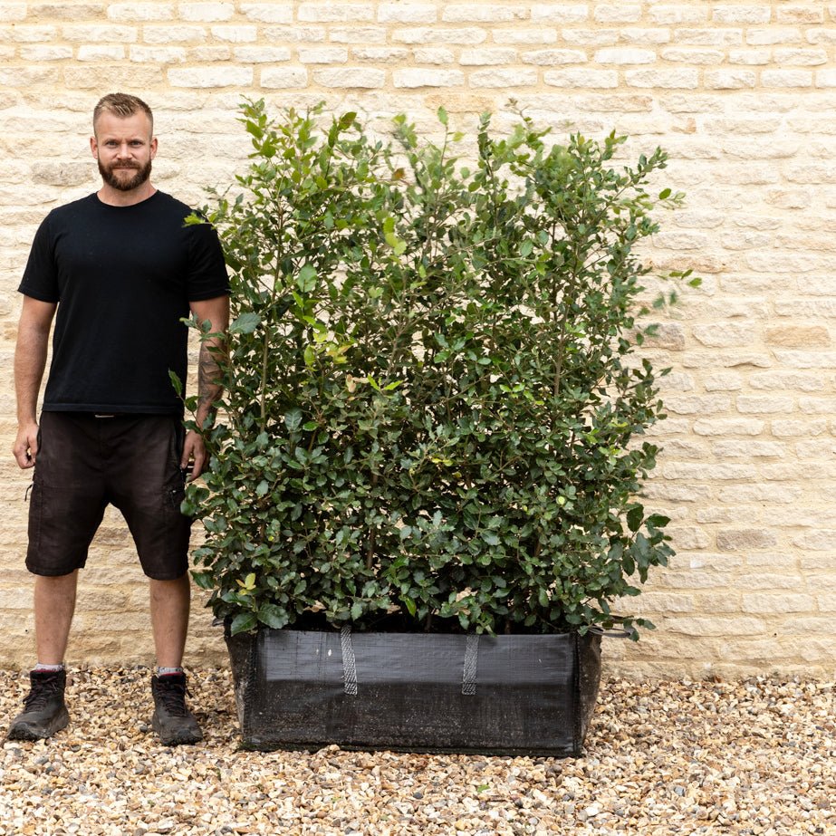 Evergreen Oak Instant Hedge 150cm (5ft), 1m Hedgebag – Evergreen - Impact Hedging