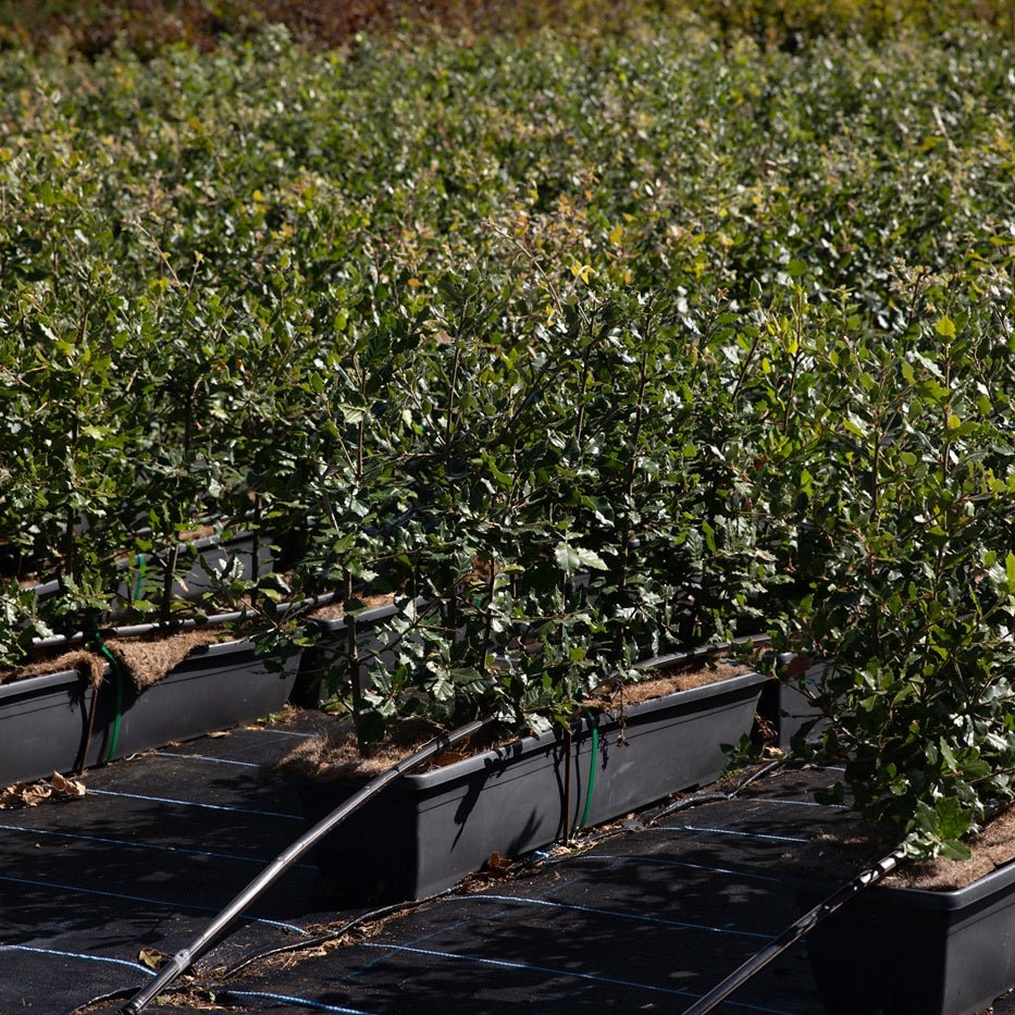 Evergreen Oak Instant Hedge 50-60cm, 1m Trough – Evergreen - Impact Hedging