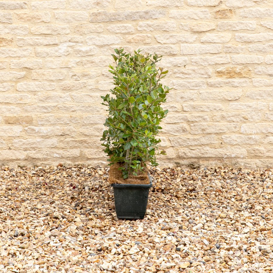 Evergreen Oak Instant Hedge 50-60cm, 1m Trough – Evergreen - Impact Hedging