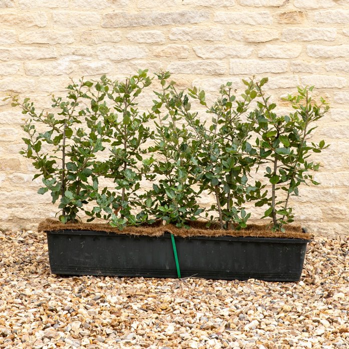 Evergreen Oak Instant Hedge 50-60cm, 1m Trough – Evergreen - Impact Hedging