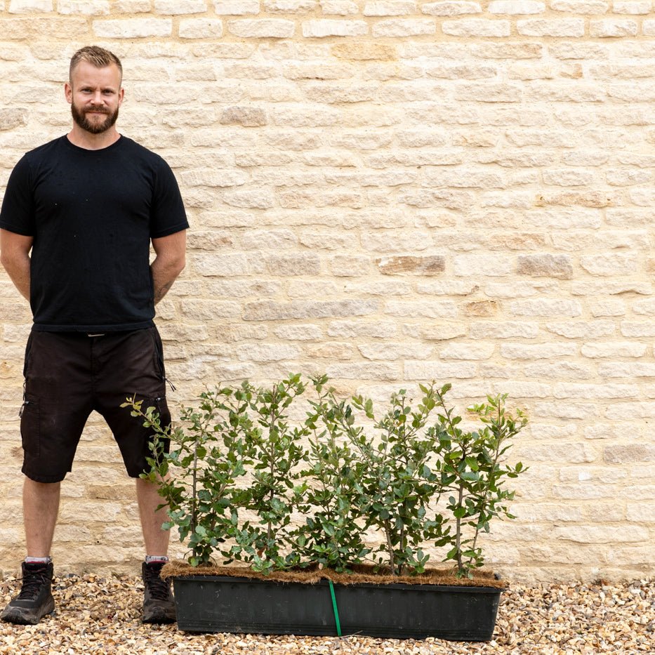 Evergreen Oak Instant Hedge 50-60cm, 1m Trough – Evergreen - Impact Hedging