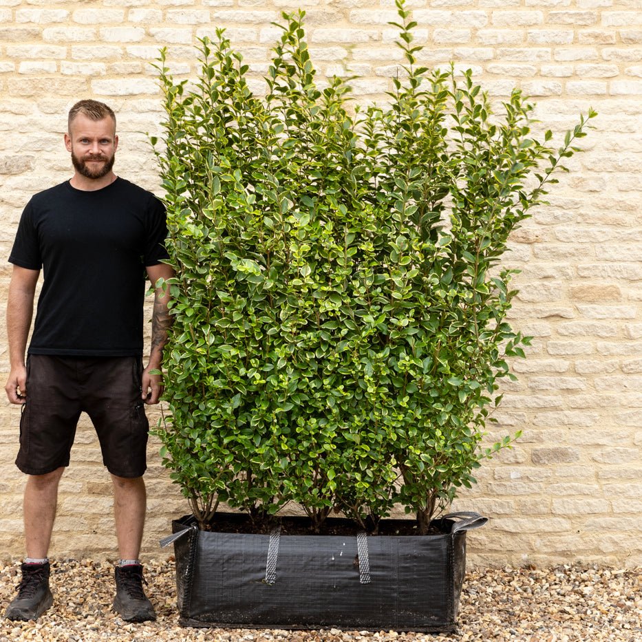 Golden Privet Instant Hedge 150cm (5ft), 1m Hedgebag – Evergreen - Impact Hedging
