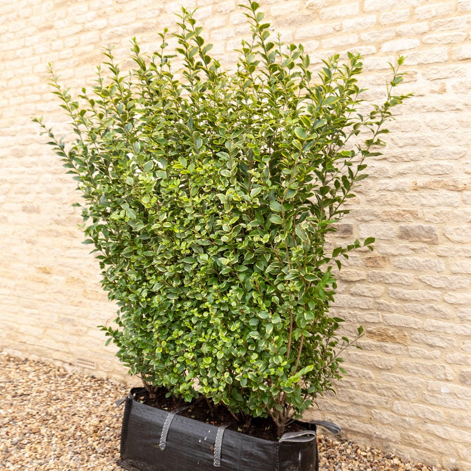 Golden Privet Instant Hedge 150cm (5ft), 1m Hedgebag – Evergreen - Impact Hedging