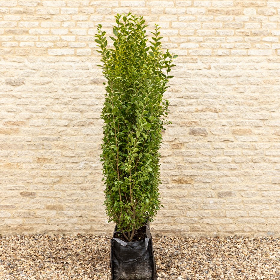 Golden Privet Instant Hedge 150cm (5ft), 1m Hedgebag – Evergreen - Impact Hedging