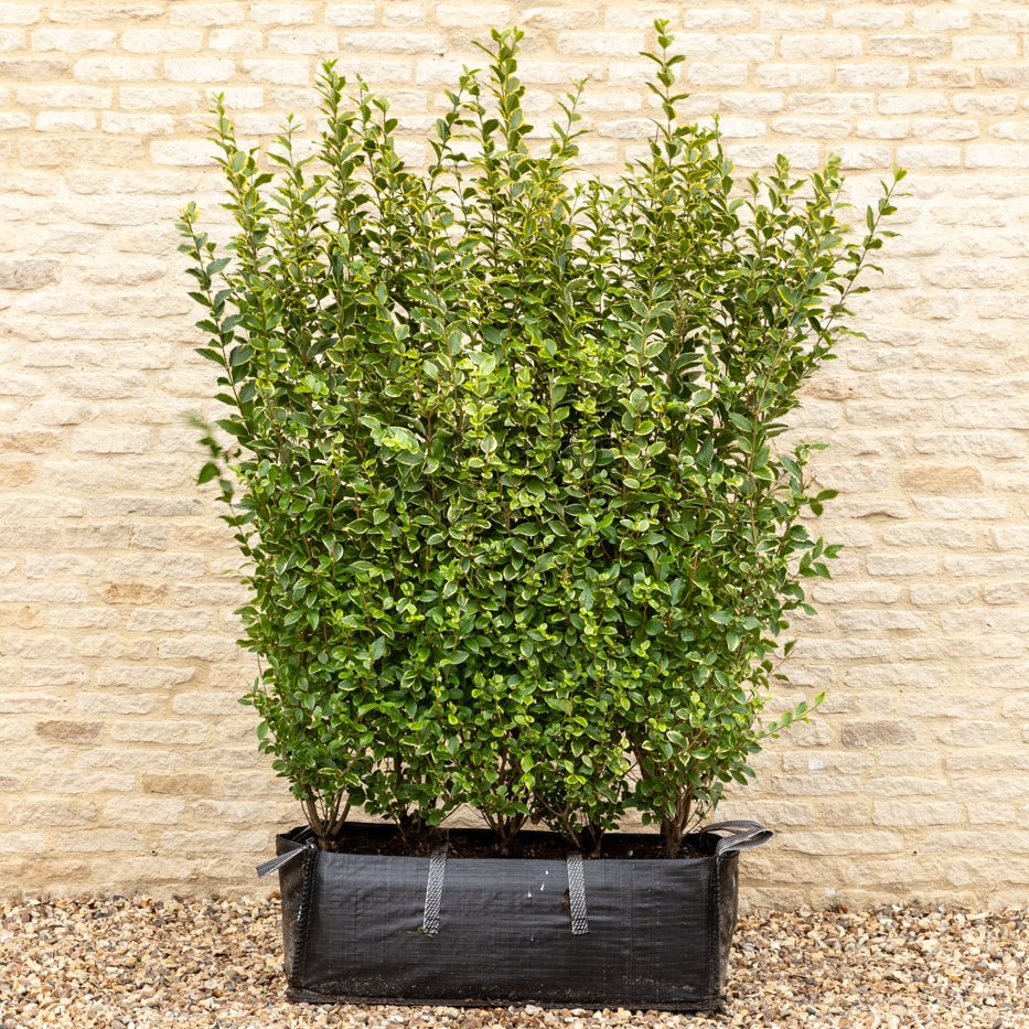 Golden Privet Instant Hedge 150cm (5ft), 1m Hedgebag – Evergreen - Impact Hedging