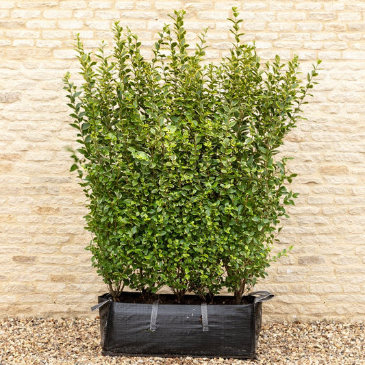 Golden Privet Instant Hedge 150cm (5ft), 1m Hedgebag – Evergreen - Impact Hedging