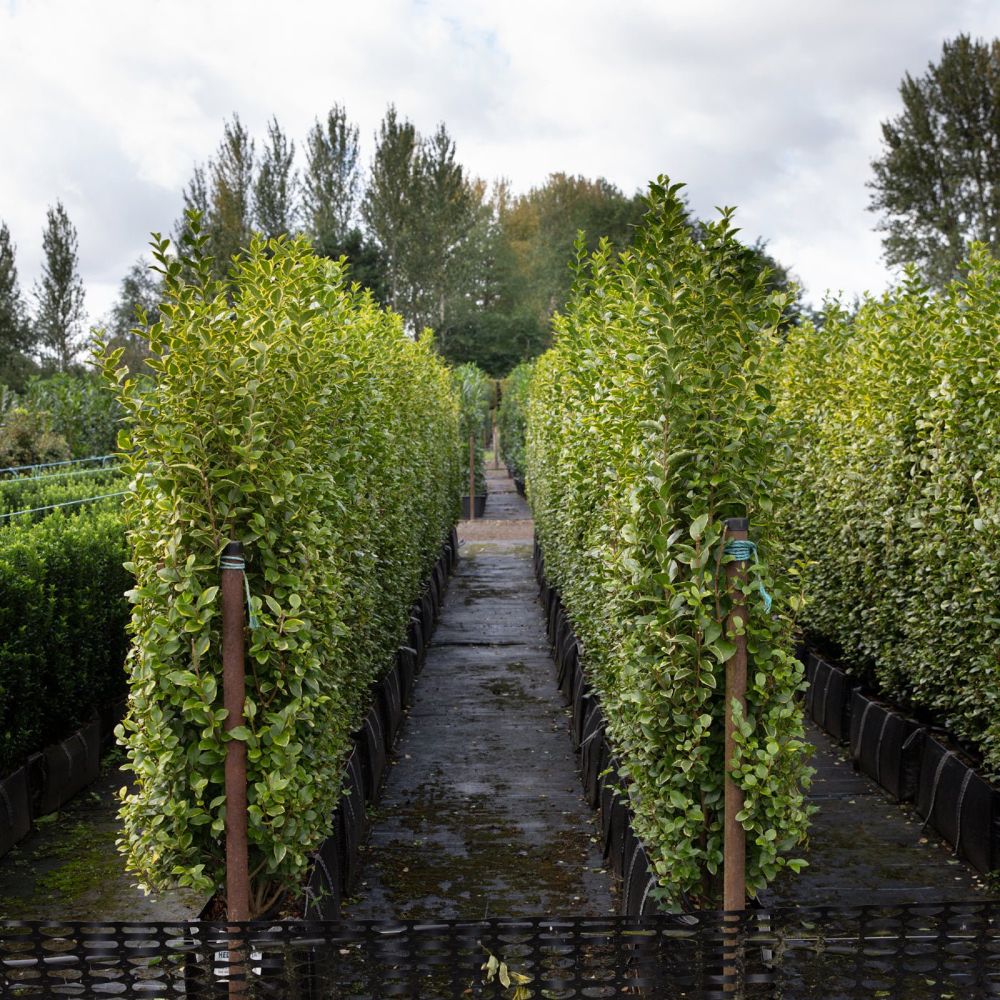 Golden Privet Instant Hedge 150cm (5ft), 1m Hedgebag – Evergreen - Impact Hedging