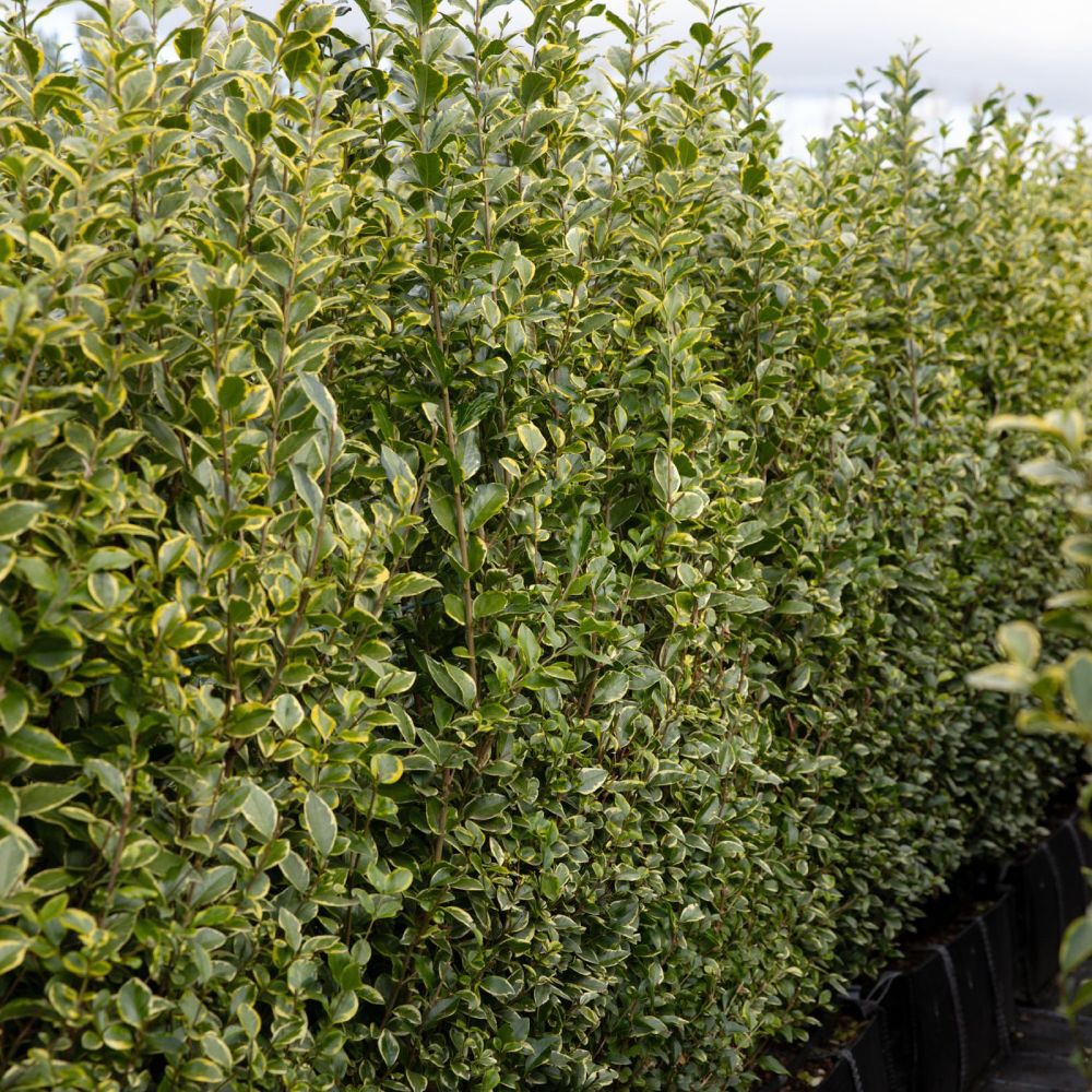 Golden Privet Instant Hedge 150cm (5ft), 1m Hedgebag – Evergreen - Impact Hedging
