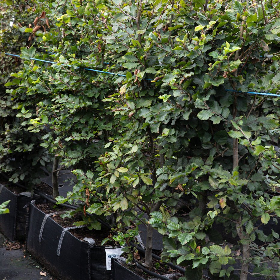 Green Beech Instant Hedge 140cm, 1m Hedgebag – Deciduous - Impact Hedging