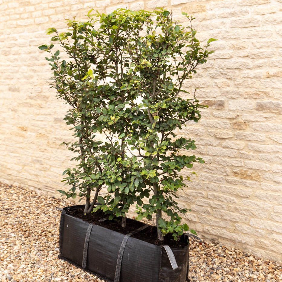 Green Beech Instant Hedge 140cm, 1m Hedgebag – Deciduous - Impact Hedging