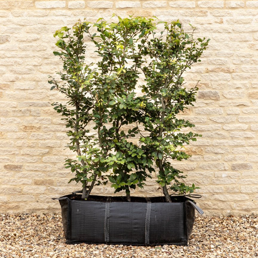 Green Beech Instant Hedge 140cm, 1m Hedgebag – Deciduous - Impact Hedging