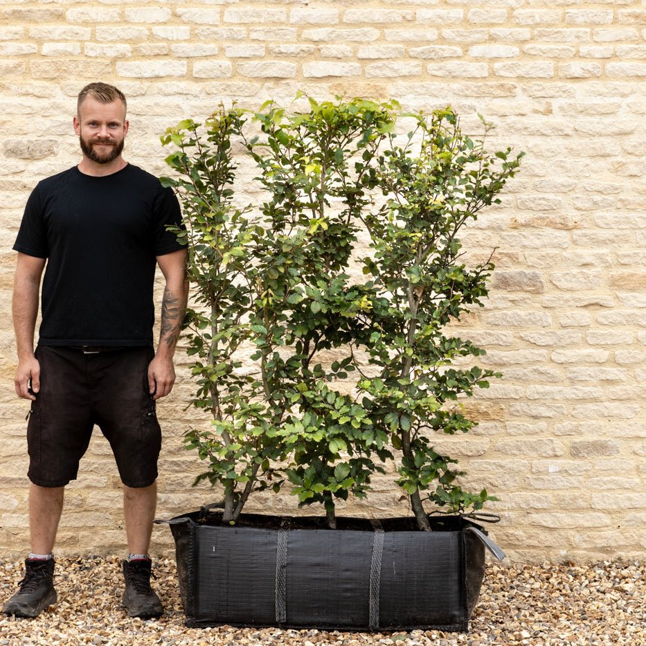 Green Beech Instant Hedge 140cm, 1m Hedgebag – Deciduous - Impact Hedging