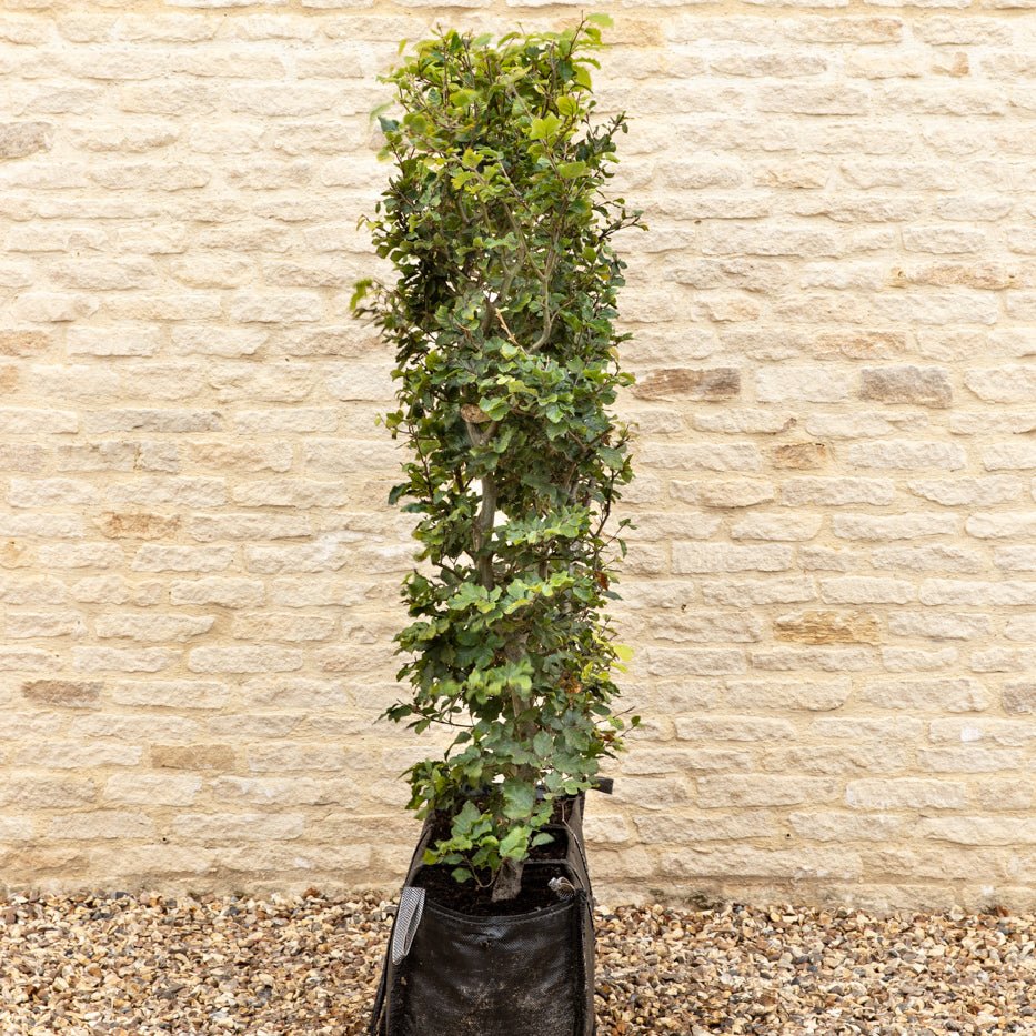 Green Beech Instant Hedge 140cm, 1m Hedgebag – Deciduous - Impact Hedging