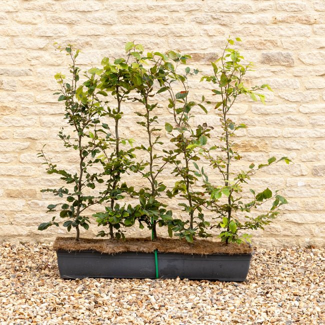 Green Beech Instant Hedge 80–100cm, 1m Trough – Deciduous - Impact Hedging