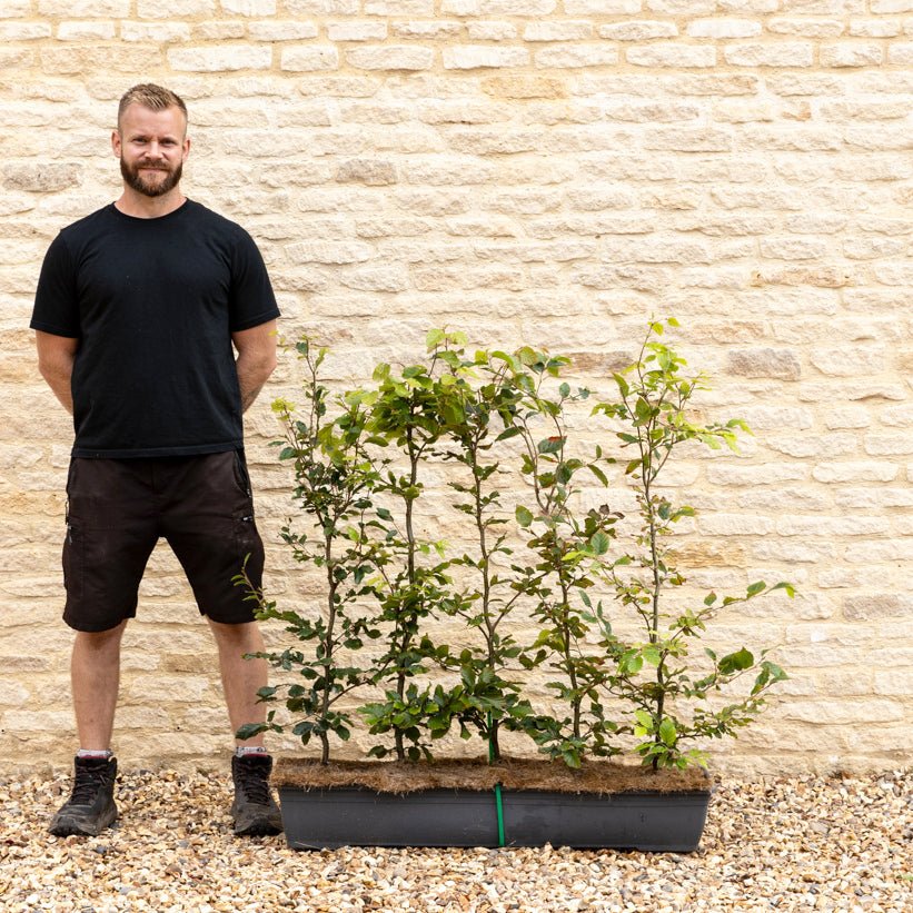 Green Beech Instant Hedge 80–100cm, 1m Trough – Deciduous - Impact Hedging