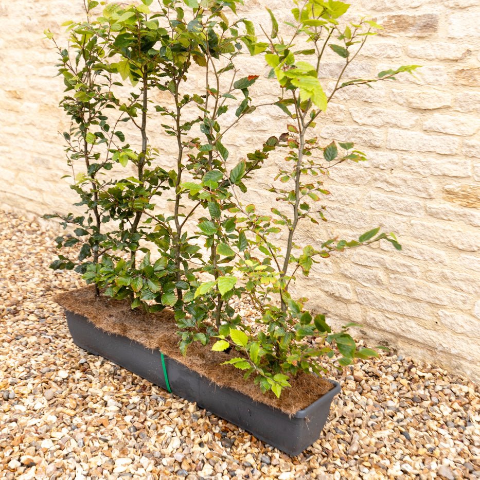 Green Beech Instant Hedge 80–100cm, 1m Trough – Deciduous - Impact Hedging