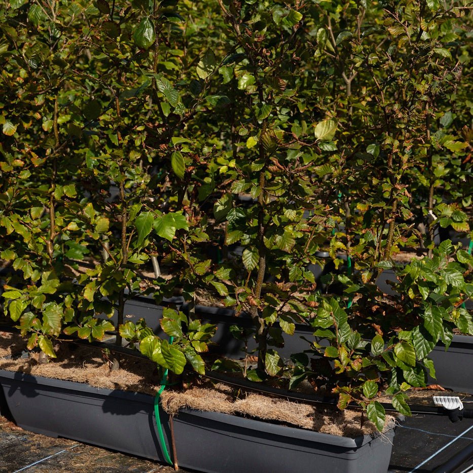 Green Beech Instant Hedge 80–100cm, 1m Trough – Deciduous - Impact Hedging