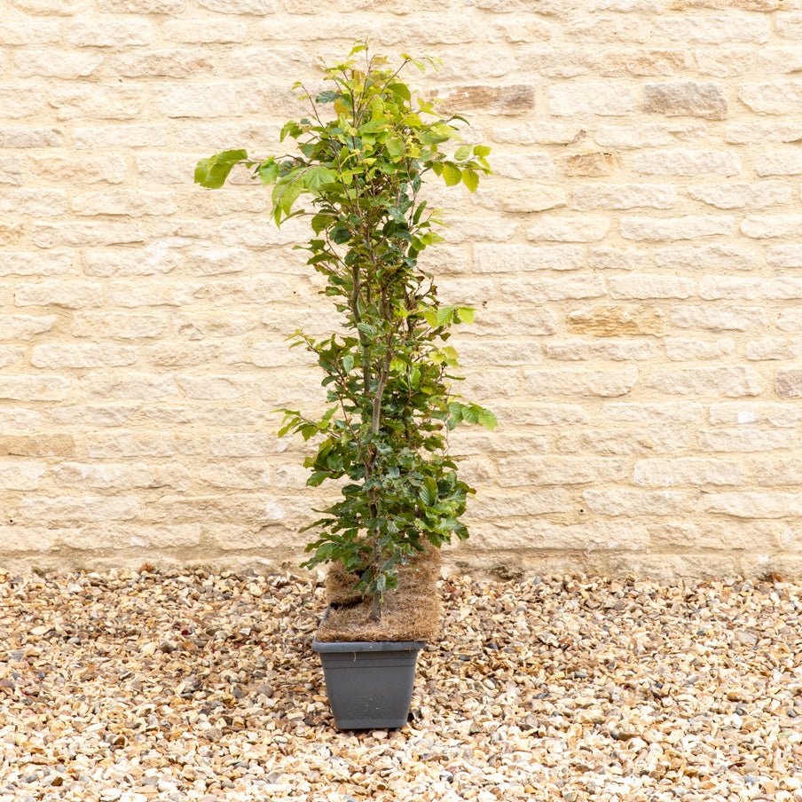 Green Beech Instant Hedge 80–100cm, 1m Trough – Deciduous - Impact Hedging