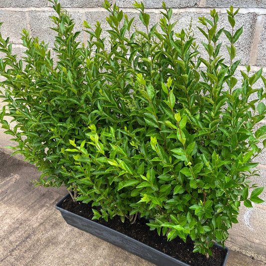 Green Privet Instant Hedge 100 - 120cm, 1m Trough – Evergreen - Impact Hedging