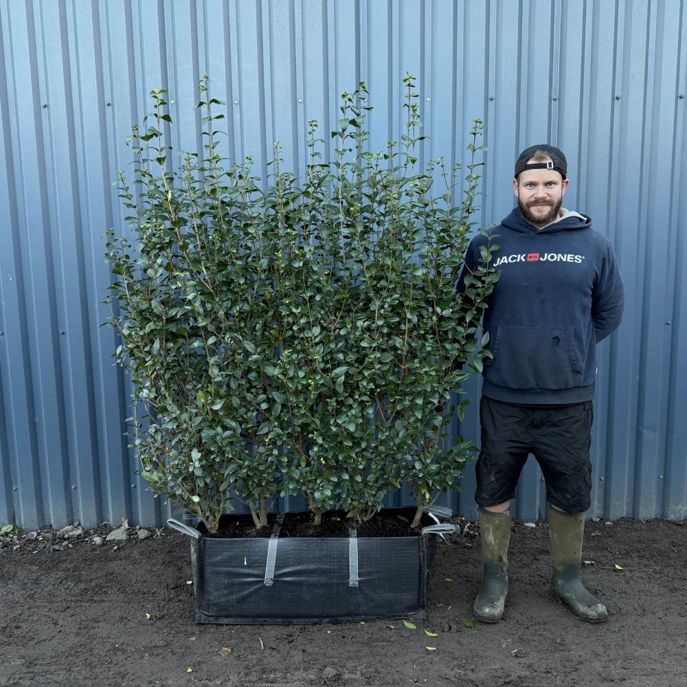 Green Privet Instant Hedge 160cm (5–6ft) Hedgebag – Evergreen - Impact Hedging