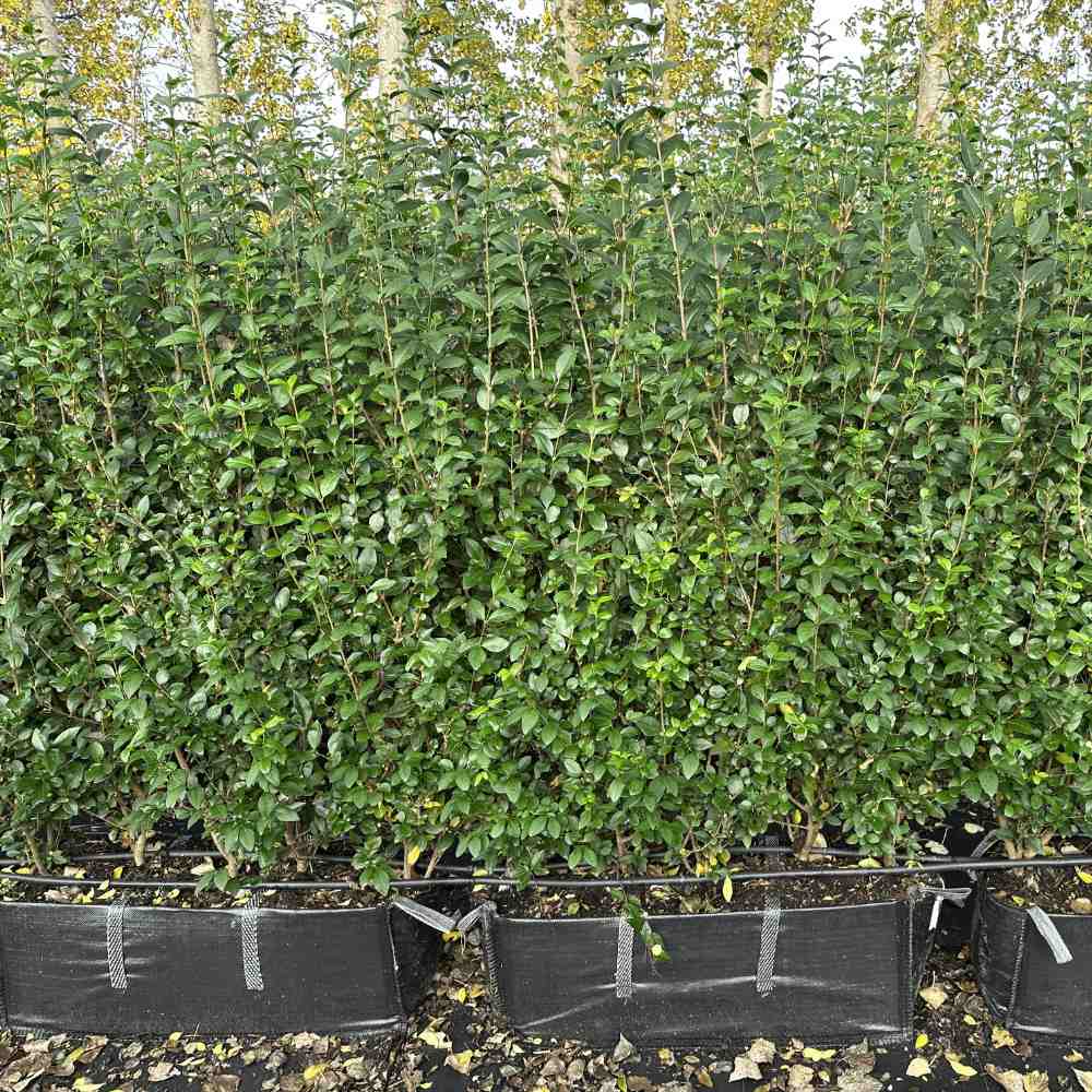 Green Privet Instant Hedge 160cm (5–6ft) Hedgebag – Evergreen - Impact Hedging