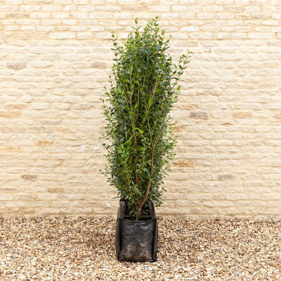 Green Privet Instant Hedge, 1m Hedgebag – Evergreen - Impact Hedging