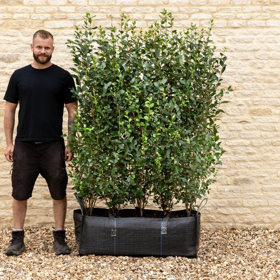 Green Privet Instant Hedge, 1m Hedgebag – Evergreen - Impact Hedging