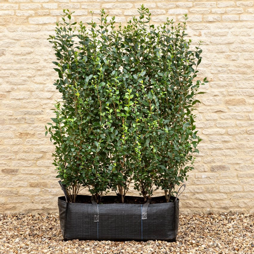 Green Privet Instant Hedge, 1m Hedgebag – Evergreen - Impact Hedging