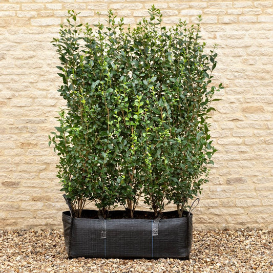 Green Privet Instant Hedge, 1m Hedgebag – Evergreen - Impact Hedging