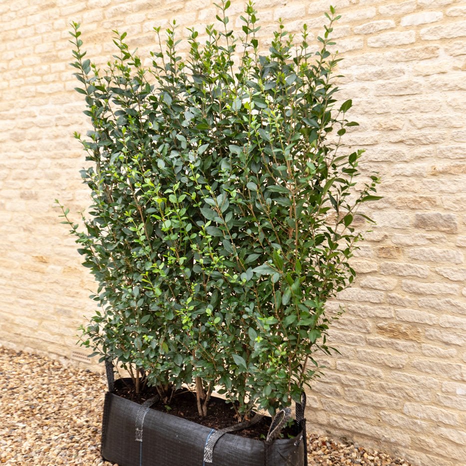 Green Privet Instant Hedge, 1m Hedgebag – Evergreen - Impact Hedging