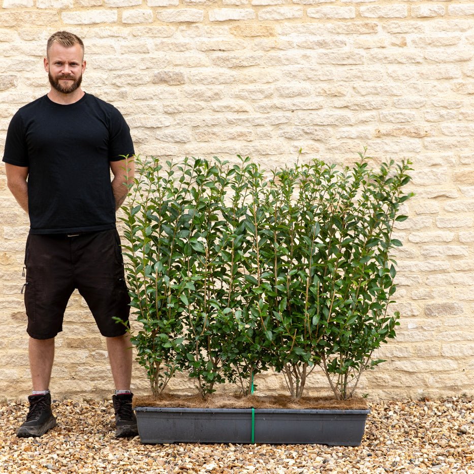 Green Privet Instant Hedge 80-100cm, 1m Trough – Evergreen - Impact Hedging
