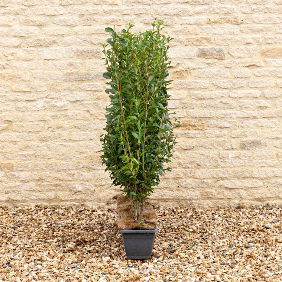 Green Privet Instant Hedge 80-100cm, 1m Trough – Evergreen - Impact Hedging