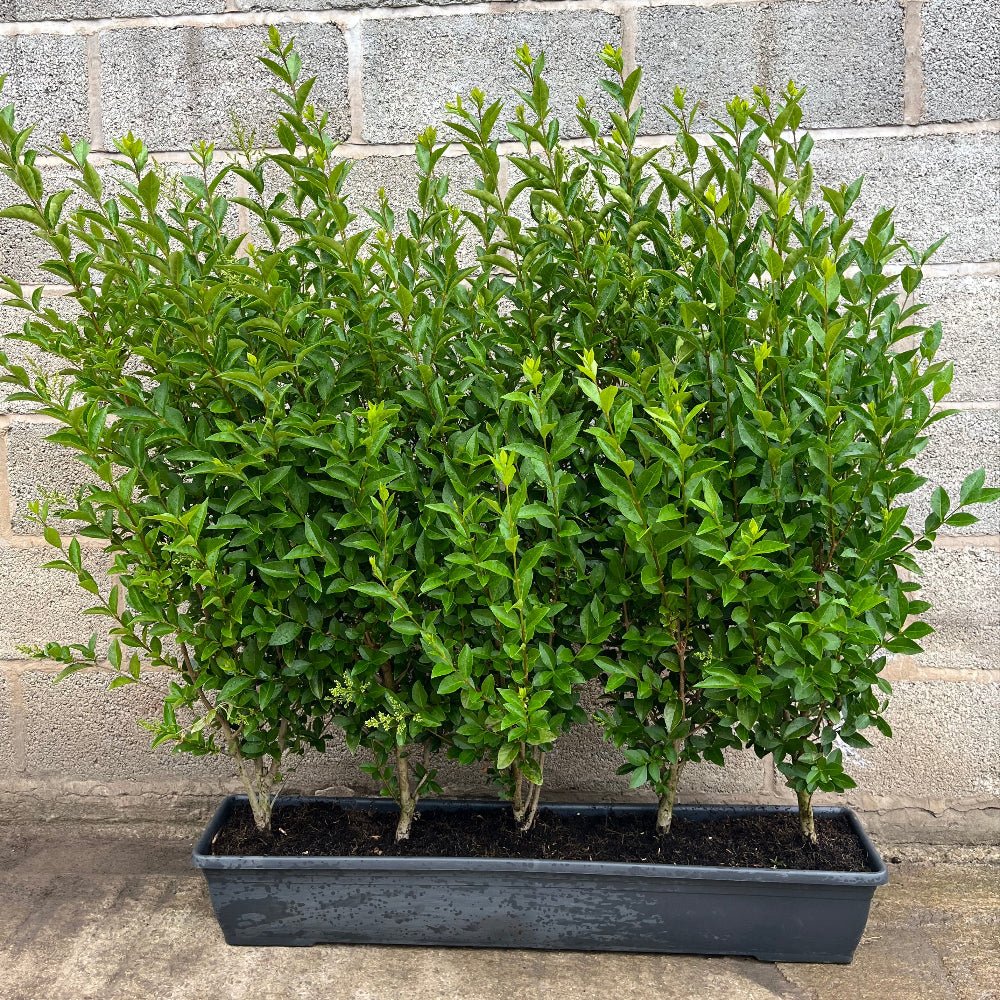 Green Privet Instant Hedge 80 - 100cm, 1m Trough – Evergreen - Impact Hedging