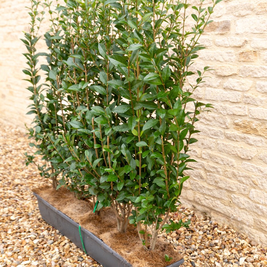 Green Privet Instant Hedge 80-100cm, 1m Trough – Evergreen - Impact Hedging